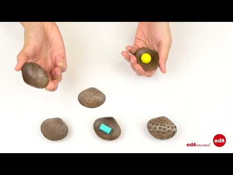 Tactile Shells - Sensory Play, Eco-friendly material, Edx Education